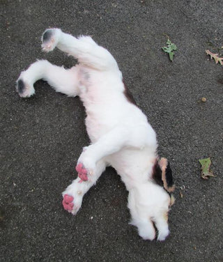 Jack Russell Terrier Dog Prop