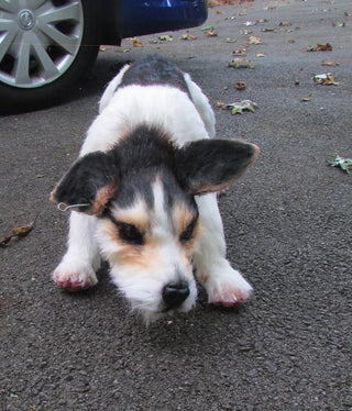 Jack Russell Terrier Dog Prop