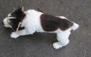 Jack Russell Terrier Dog Prop