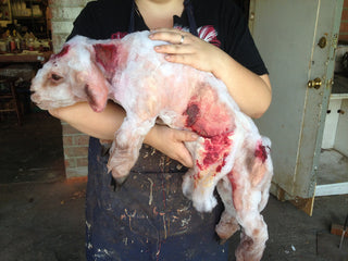 Wounded Lamb