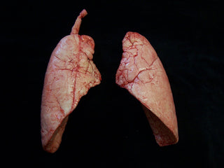 Lungs Pair, large