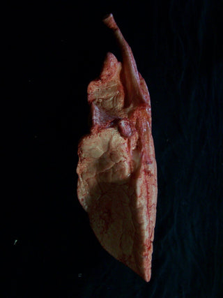 Lungs Pair, large