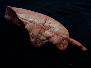 Lungs Pair, large