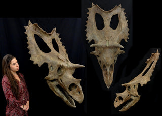 Triceratops Skull Replica Rental