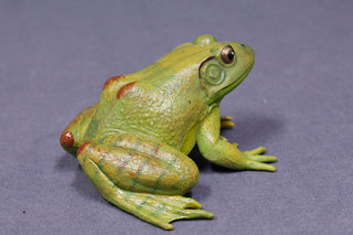 Realistic Rubber Frog Prop – Dapper Cadaver Props