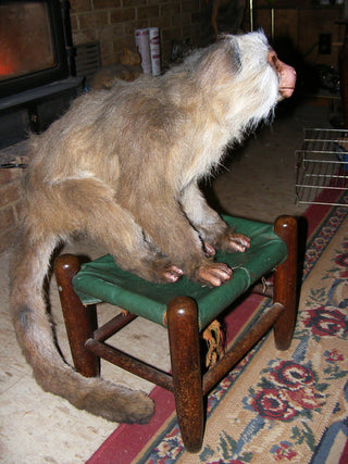 Capuchin Monkey Prop - Special Order