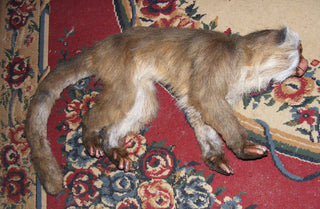 Capuchin Monkey Prop - Special Order