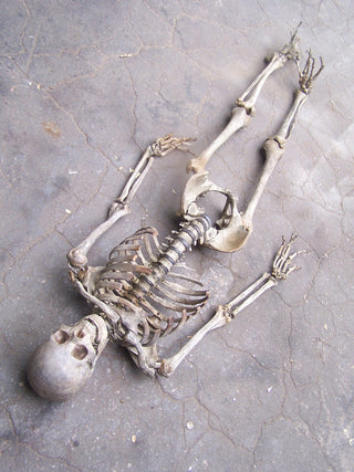 Open Rib Skeleton
