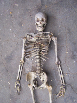 Open Rib Skeleton