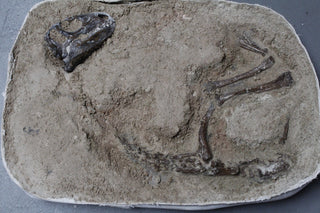 Dinosaur Fossil Field Specimen Rental