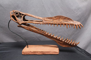 Toothed Pterosaur Skull with Base Rental