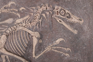 Raptor Skeleton Dig Box Rental