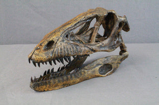 Deinonychus Raptor Skull Rental
