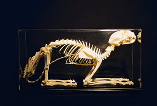 Cat Skeleton