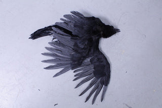 Replica Dead Crow Prop