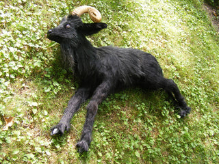 Black Ram Goat Prop - Special Order