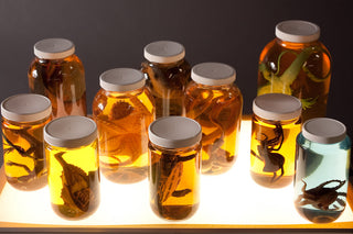 Replica Specimen Jar Assortment 10 Pcs