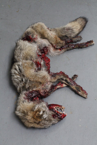 Roadkill Coyote Prop