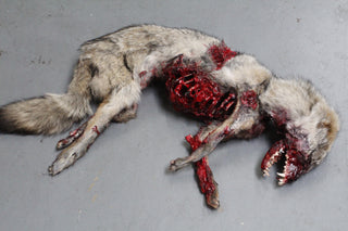 Roadkill Coyote Prop