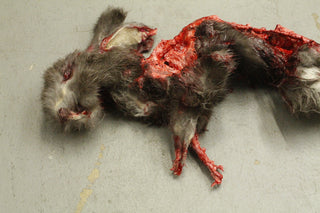 Roadkill Rabbit Prop