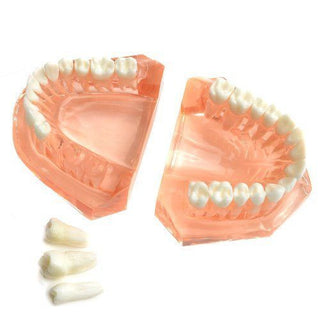 Dental Tooth Set