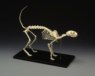 Replica Cat Skeleton