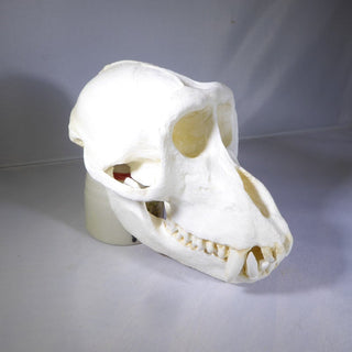 Replica Macaque Monkey Skull
