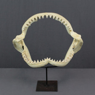 Replica Shark Jaws
