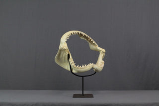 Replica Shark Jaws