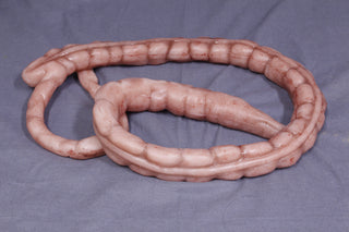 Silicone Large Intestine