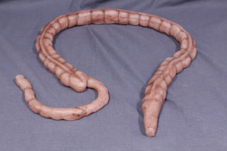 Silicone Large Intestine