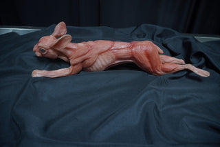 Silicone Skinned Rabbit