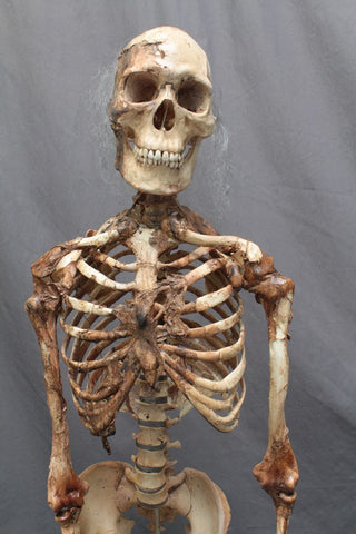 Skin and Bones Male Skeleton