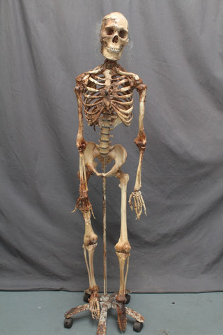 Skin and Bones Male Skeleton – Dapper Cadaver Props