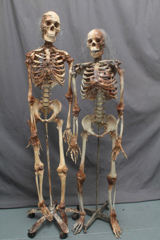 Skin and Bones Male Skeleton – Dapper Cadaver Props