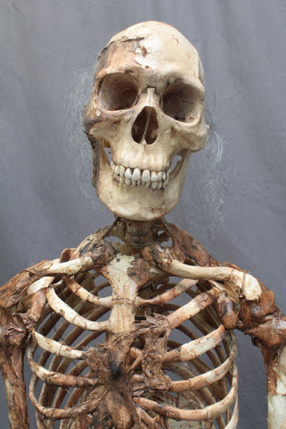 Skin and Bones Male Skeleton