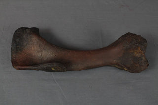 Stunt Dinosaur Humerus Rental