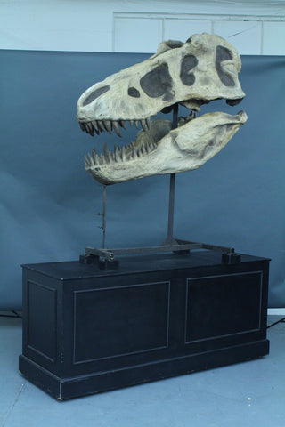 T-Rex Skull Rental