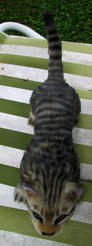 Gray Tabby Kitten Prop - Special Order