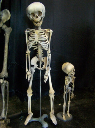Toddler Skeleton
