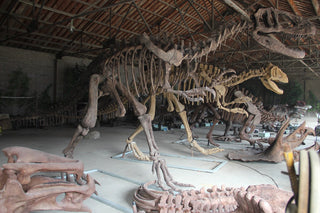 28 FT Tyrannosaurus Skeleton Rental