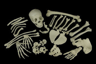 Two Dozen Unpainted Bones with Budget Skull