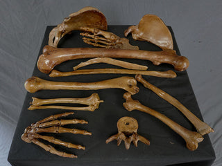 1 Dozen Assorted Bones
