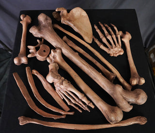1 Dozen Assorted Bones