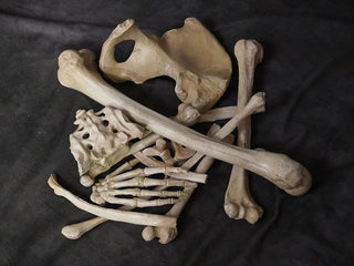 1 Dozen Assorted Bones
