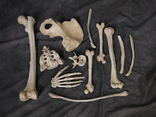 1 Dozen Assorted Bones