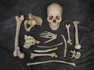 Lifecast Skull & Dozen Assorted Bones
