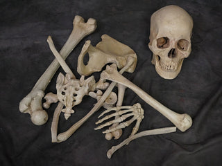 Lifecast Skull & Dozen Assorted Bones
