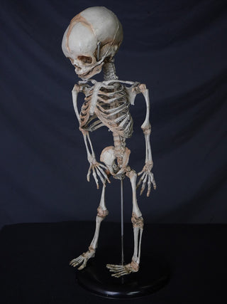 Fetal Skeleton Replica