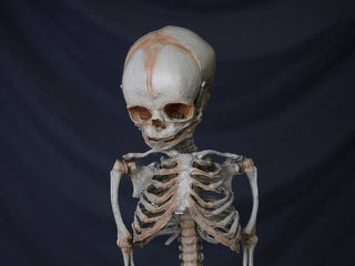 Fetal Skeleton Replica